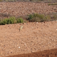 Pogona vitticeps at Tibooburra, NSW - 29 Aug 2022 11:07 AM