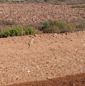 Pogona vitticeps at Tibooburra, NSW - 29 Aug 2022