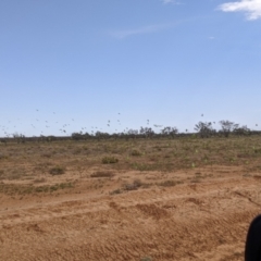 Melopsittacus undulatus (Budgerigar) at Tibooburra, NSW - 29 Aug 2022 by Darcy