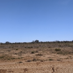 Melopsittacus undulatus at Tibooburra, NSW - 29 Aug 2022 11:38 AM