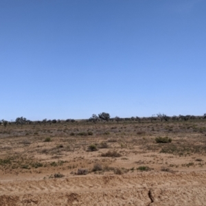 Melopsittacus undulatus at Tibooburra, NSW - 29 Aug 2022