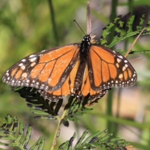 Danaus plexippus at Cape Conran, VIC - 9 Aug 2022