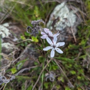 Wurmbea biglandulosa at suppressed - 5 Sep 2022