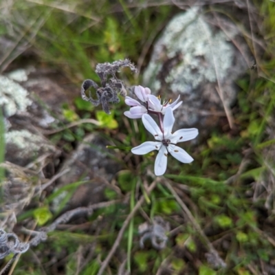 Wurmbea biglandulosa (Early Nancy) at Mumbil, NSW - 5 Sep 2022 by Sandibees