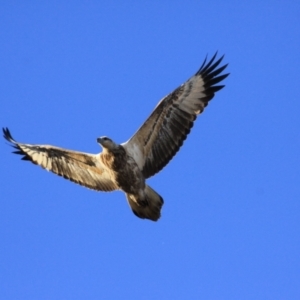 Haliaeetus leucogaster at Marlo, VIC - 8 Aug 2022