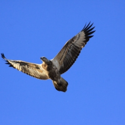 Haliaeetus leucogaster (White-bellied Sea-Eagle) at Marlo, VIC - 8 Aug 2022 by drakes