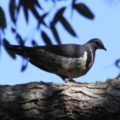 Leucosarcia melanoleuca (Wonga Pigeon) at Cabbage Tree Creek, VIC - 10 Aug 2022 by drakes