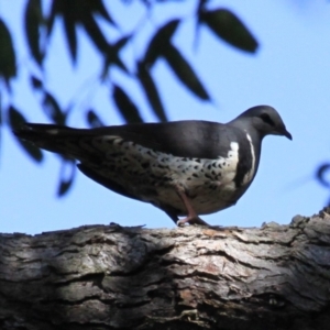 Leucosarcia melanoleuca at Cabbage Tree Creek, VIC - 10 Aug 2022 10:17 AM