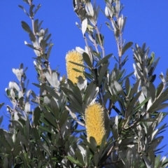 Banksia integrifolia subsp. integrifolia (Coast Banksia) at Marlo, VIC - 9 Aug 2022 by drakes