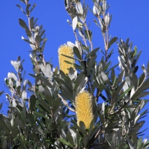 Banksia integrifolia subsp. integrifolia at Marlo, VIC - 9 Aug 2022