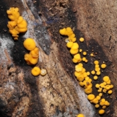 Bisporella citrina (Yellow Fairy Cups or Lemon Discos) at Paddys River, ACT - 31 Aug 2022 by TimL