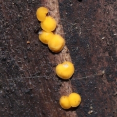 Bisporella citrina at Paddys River, ACT - 31 Aug 2022