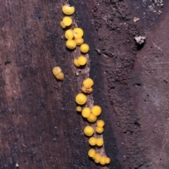 Bisporella citrina at Paddys River, ACT - 31 Aug 2022