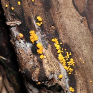 Bisporella citrina at Paddys River, ACT - 31 Aug 2022