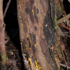 Bisporella citrina at Paddys River, ACT - 31 Aug 2022