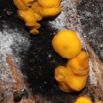 Riccardoella sp. (genus) (White snail or slug mite) at Paddys River, ACT - 31 Aug 2022 by TimL