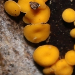 Riccardoella sp. (genus) at Paddys River, ACT - 31 Aug 2022