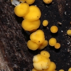 Riccardoella sp. (genus) at Paddys River, ACT - 31 Aug 2022