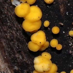 Riccardoella sp. (genus) at Paddys River, ACT - 31 Aug 2022