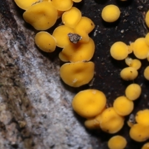 Riccardoella sp. (genus) at Paddys River, ACT - 31 Aug 2022