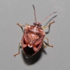 Unidentified Shield, Stink or Jewel Bug (Pentatomoidea) at Wellington Point, QLD - 23 Aug 2022 by TimL
