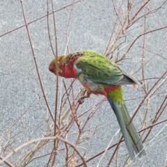 Platycercus elegans at Phillip, ACT - suppressed