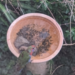 Platycercus elegans at Phillip, ACT - suppressed