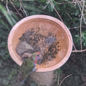 Platycercus elegans at Phillip, ACT - suppressed