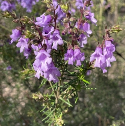 Prostanthera crocodyloides (Rough Mint-Bush) at Mimosa, NSW - 28 Aug 2022 by JaneR