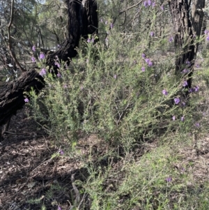 Prostanthera crocodyloides at Mimosa, NSW - 28 Aug 2022 01:59 PM