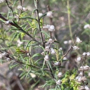 Prostanthera crocodyloides at Mimosa, NSW - 28 Aug 2022 01:59 PM