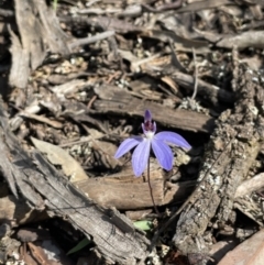 Cyanicula caerulea (Blue Fingers, Blue Fairies) at Ingalba Nature Reserve - 28 Aug 2022 by JaneR