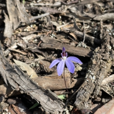 Cyanicula caerulea (Blue Fingers, Blue Fairies) at Mimosa, NSW - 28 Aug 2022 by JaneR