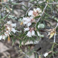 Lissanthe strigosa subsp. subulata (Peach Heath) at Mimosa, NSW - 28 Aug 2022 by JaneR