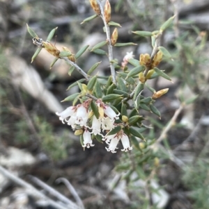 Lissanthe strigosa subsp. subulata at Mimosa, NSW - 28 Aug 2022 01:51 PM