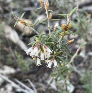 Lissanthe strigosa subsp. subulata at Mimosa, NSW - 28 Aug 2022