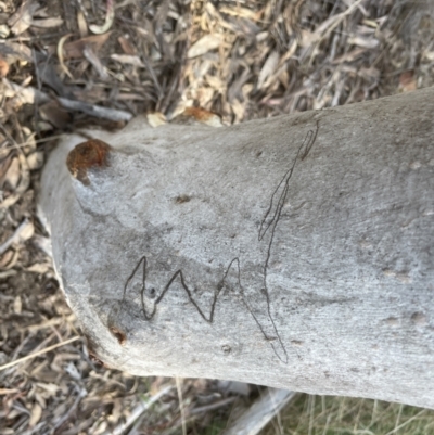 Eucalyptus rossii (Inland Scribbly Gum) at Aranda, ACT - 6 Sep 2022 by lbradley