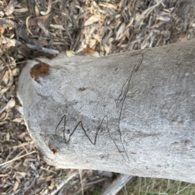 Eucalyptus rossii (Inland Scribbly Gum) at Aranda, ACT - 5 Sep 2022 by lbradley