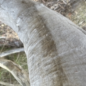Eucalyptus rossii at Aranda, ACT - 6 Sep 2022