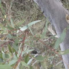 Eucalyptus rossii at Aranda, ACT - 6 Sep 2022