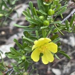 Hibbertia obtusifolia (Grey Guinea-flower) at Mimosa, NSW - 28 Aug 2022 by JaneR