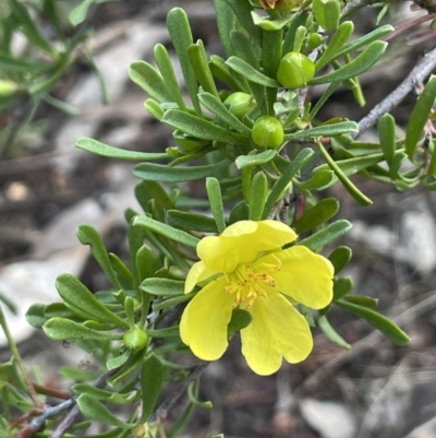 Hibbertia obtusifolia (Grey Guinea-flower) at Ingalba Nature Reserve - 28 Aug 2022 by JaneR