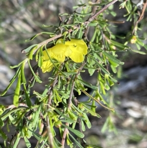 Hibbertia obtusifolia at Mimosa, NSW - 28 Aug 2022