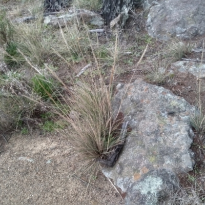 Austrostipa densiflora (Foxtail Speargrass) at Cooma North Ridge Reserve - 5 Sep 2022 by mahargiani