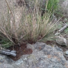 Austrostipa densiflora at Cooma, NSW - 5 Sep 2022 01:46 PM