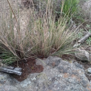 Austrostipa densiflora at Cooma, NSW - 5 Sep 2022