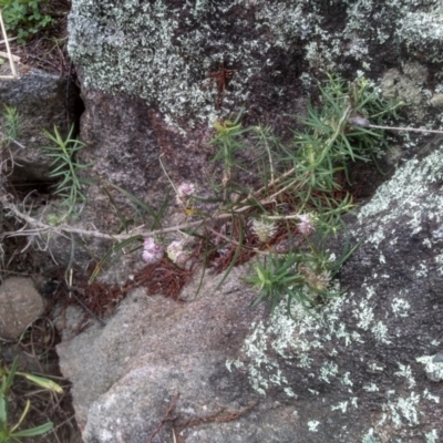 Cassinia longifolia (Shiny Cassinia, Cauliflower Bush) at Cooma North Ridge Reserve - 5 Sep 2022 by mahargiani