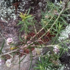 Cassinia longifolia at Cooma, NSW - 5 Sep 2022