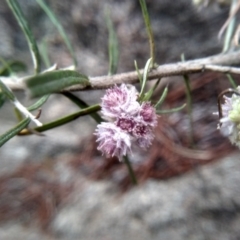 Cassinia longifolia at Cooma, NSW - 5 Sep 2022 01:53 PM