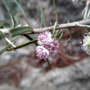 Cassinia longifolia at Cooma, NSW - 5 Sep 2022 01:53 PM